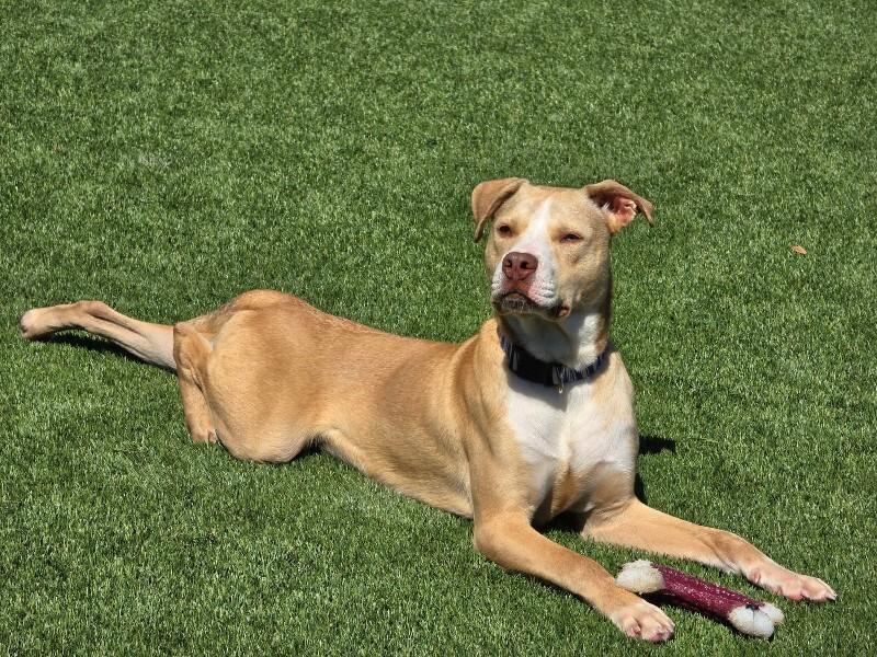 Enlarge Zimba, a Adoptable mixed breed in Jackson, TN image 1/4
