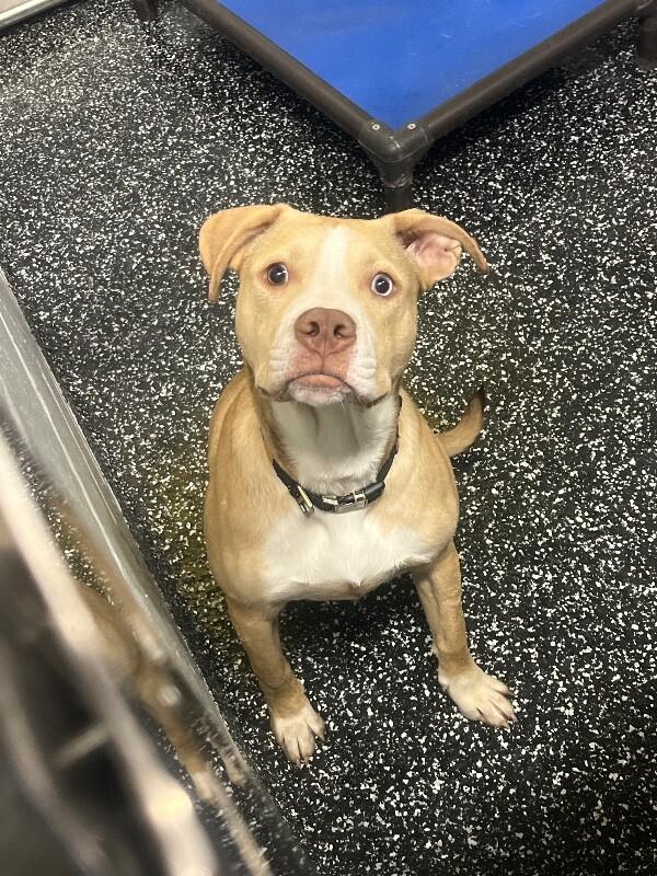 Zimba, Adoptable, Adult Male Pit Bull Terrier & Husky.