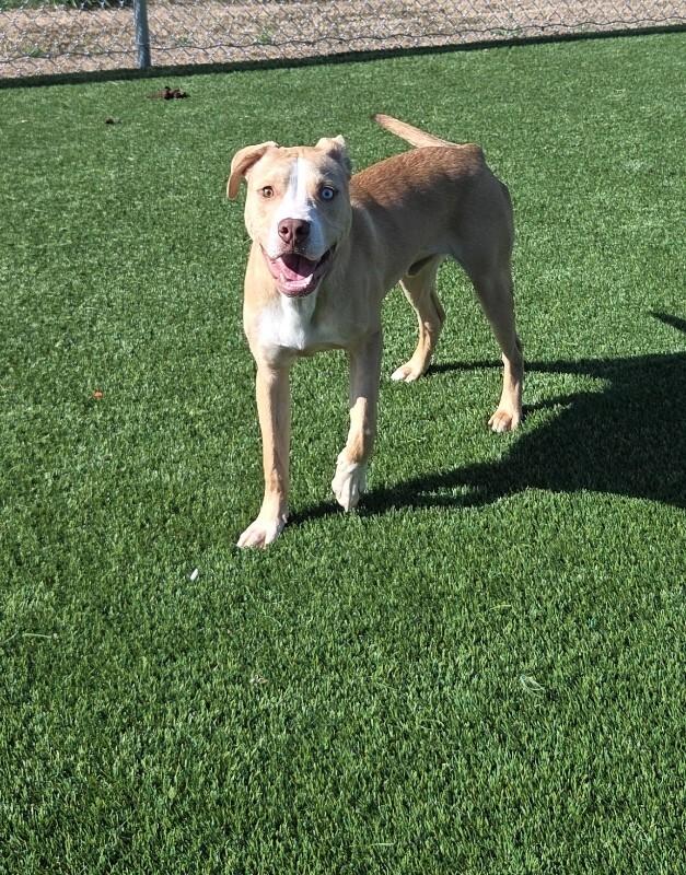 Enlarge Zimba, a Adoptable mixed breed in Jackson, TN image 2/3