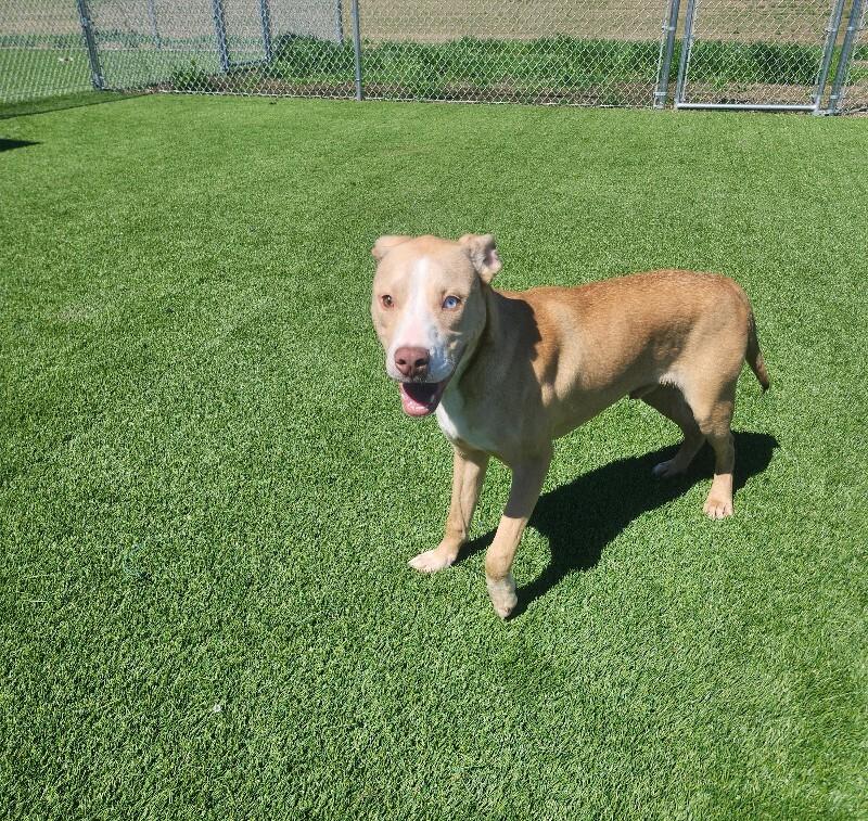 Enlarge Zimba, a Adoptable mixed breed in Jackson, TN image 3/3