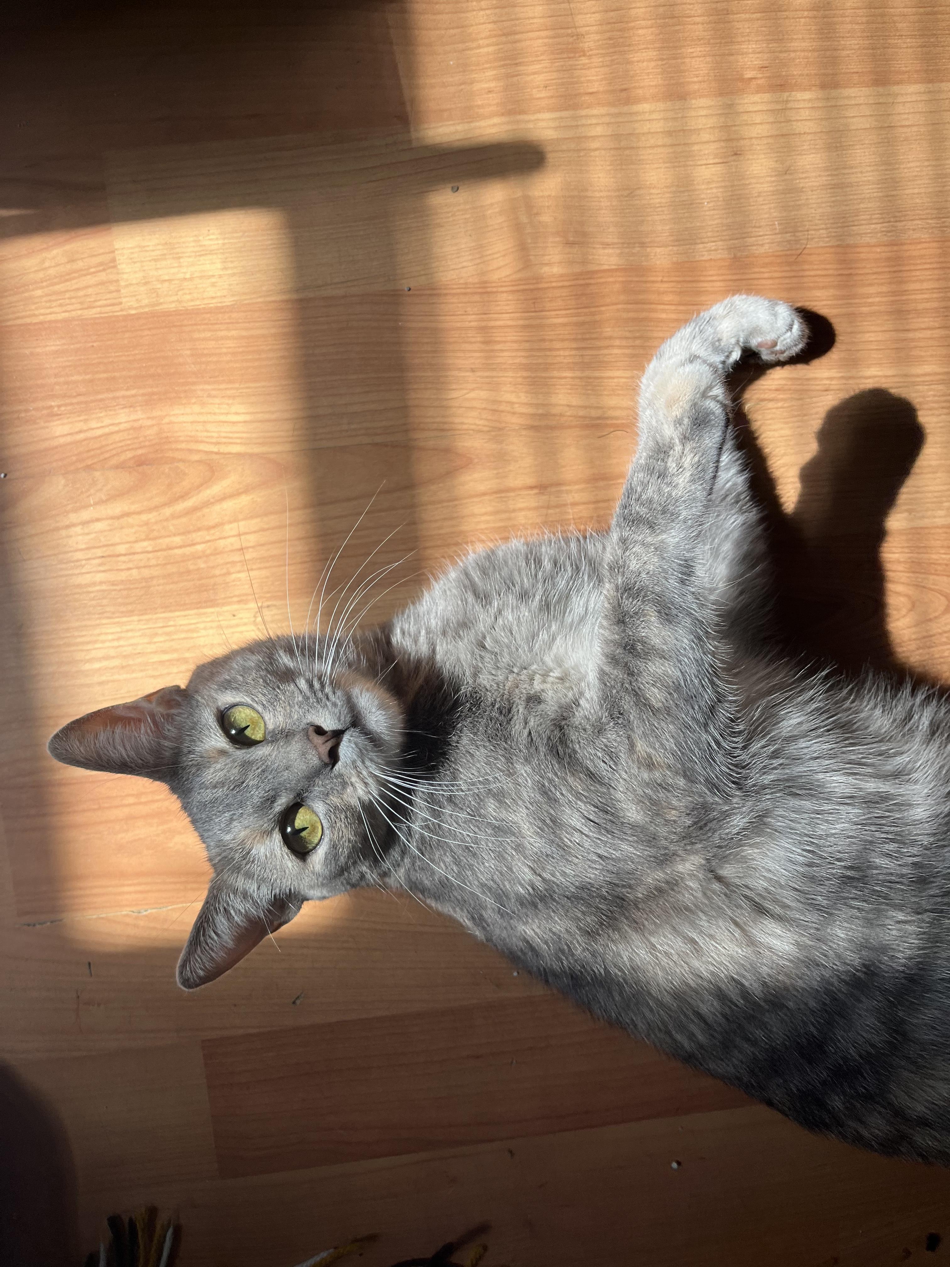 Peewee, Adoptable, Young Female Dilute Tortoiseshell & Domestic Short Hair.