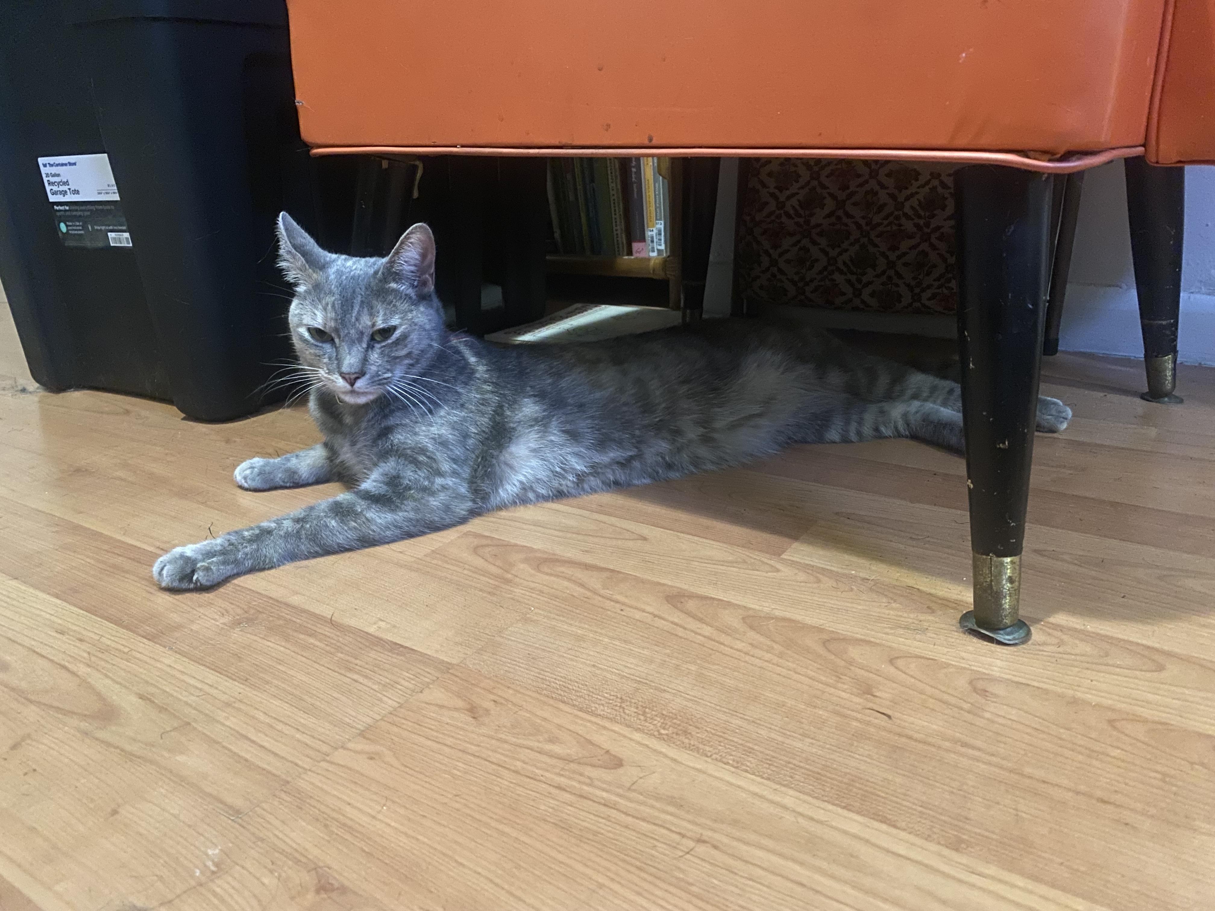 Enlarge Peewee, a Adoptable mixed breed in Philadelphia, PA image 2/3