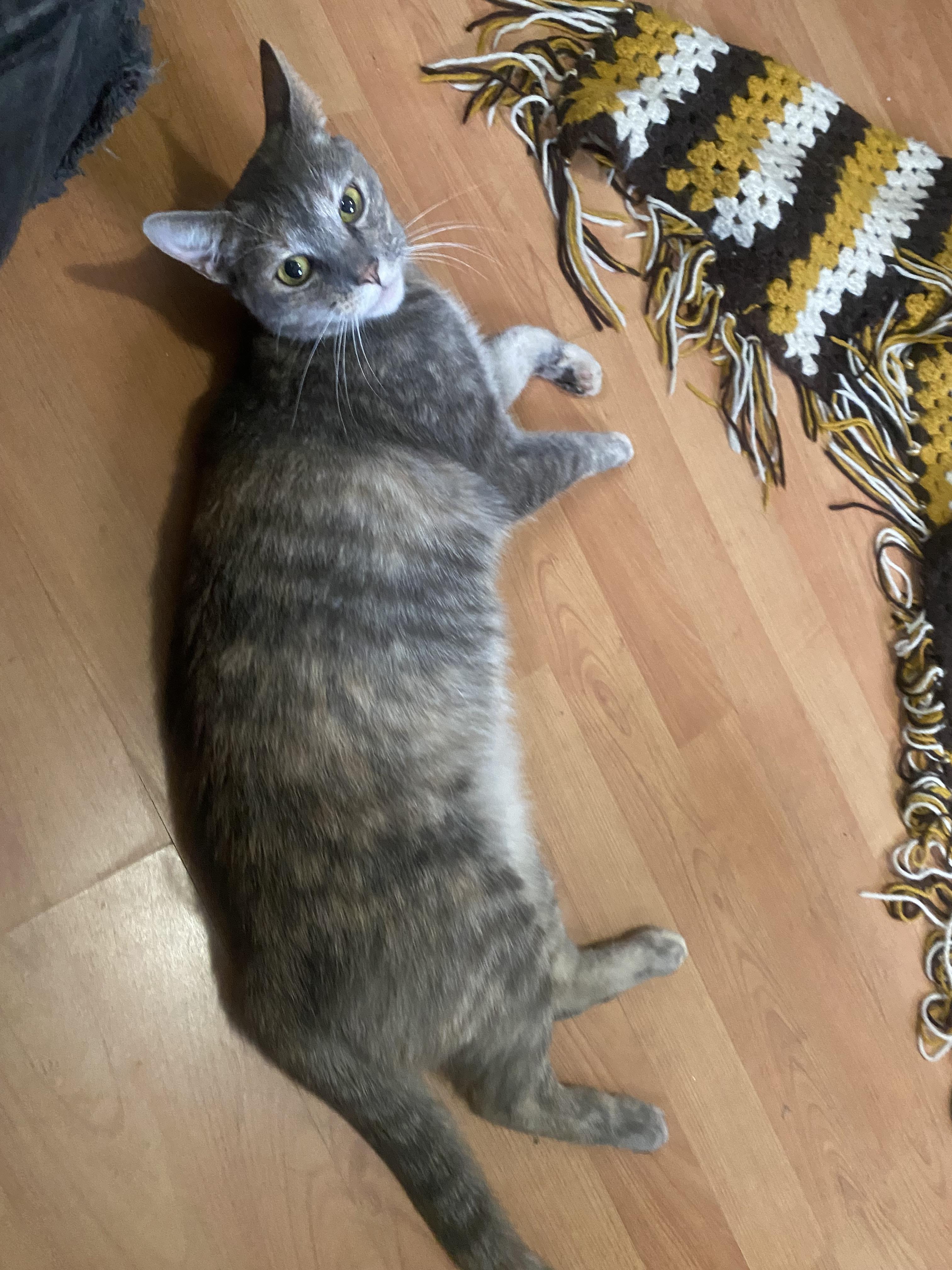 Enlarge Peewee, a Adoptable mixed breed in Philadelphia, PA image 3/3