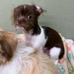 Cricket, Adoptable, Puppy Male Shih Tzu & Chihuahua.