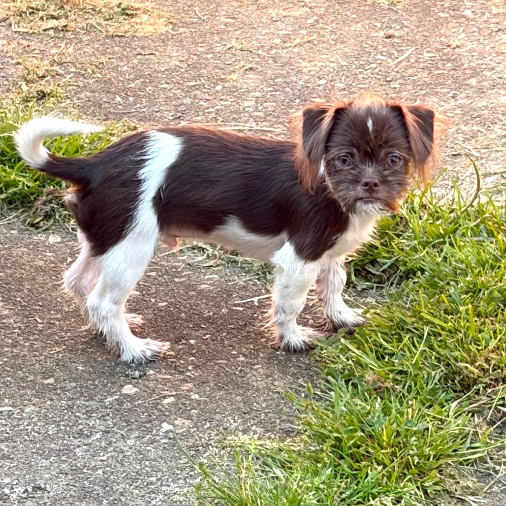 Enlarge Cricket, a Adoptable mixed breed in Woodinville, WA image 2/2