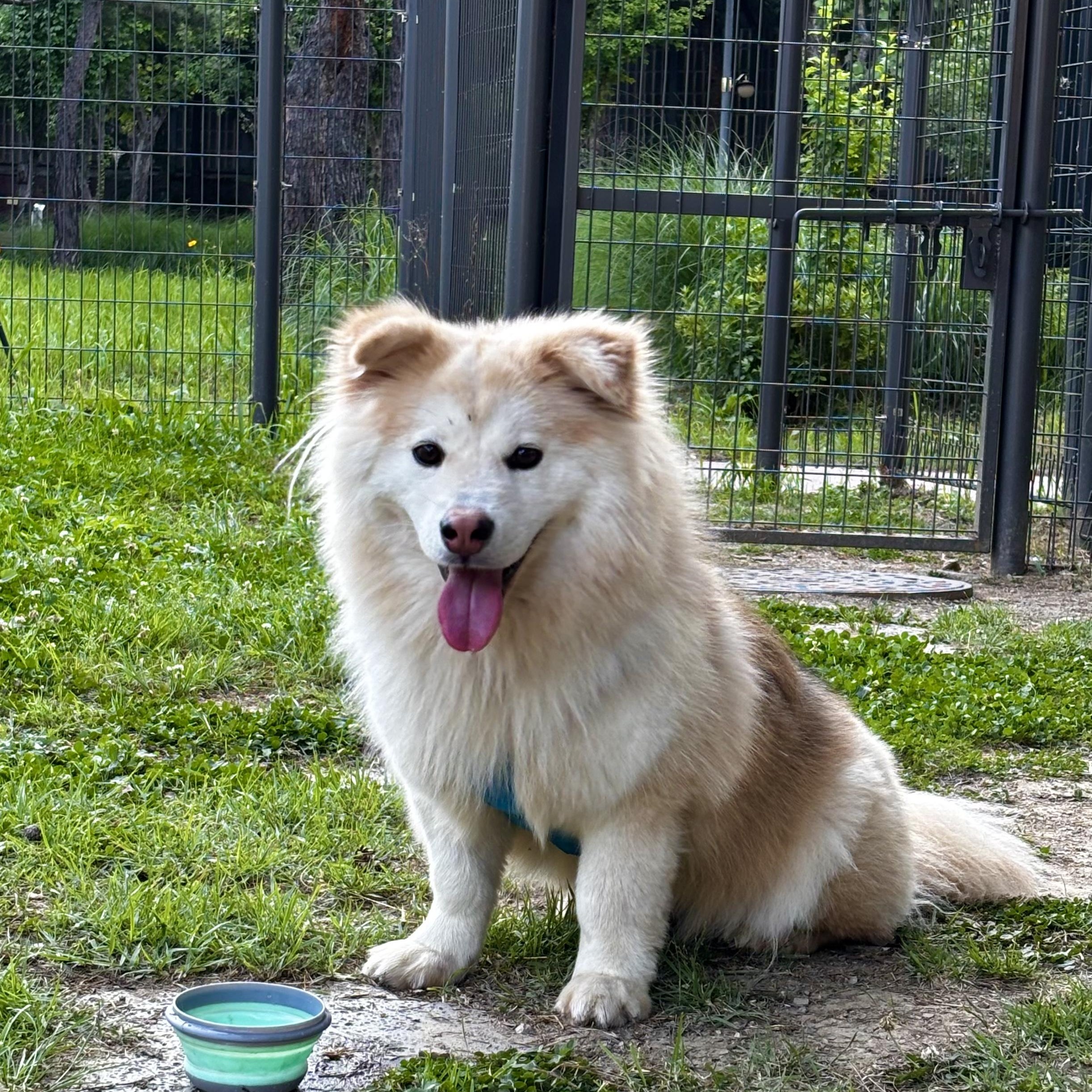 Enlarge Skyler, a ADOPTABLE mixed breed in West Hartford , CT image 1/6