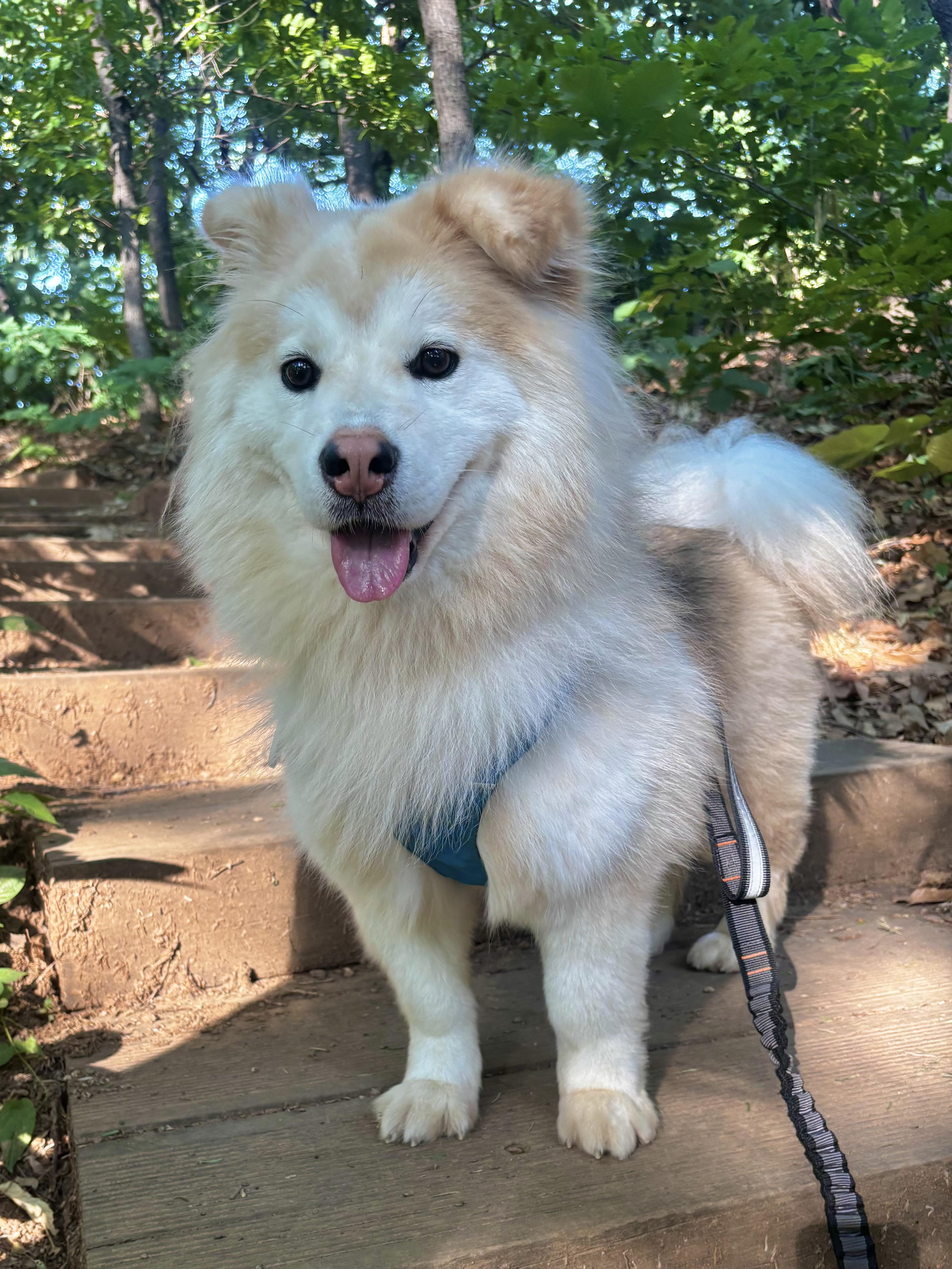 Enlarge Skyler, a ADOPTABLE mixed breed in West Hartford , CT image 2/6