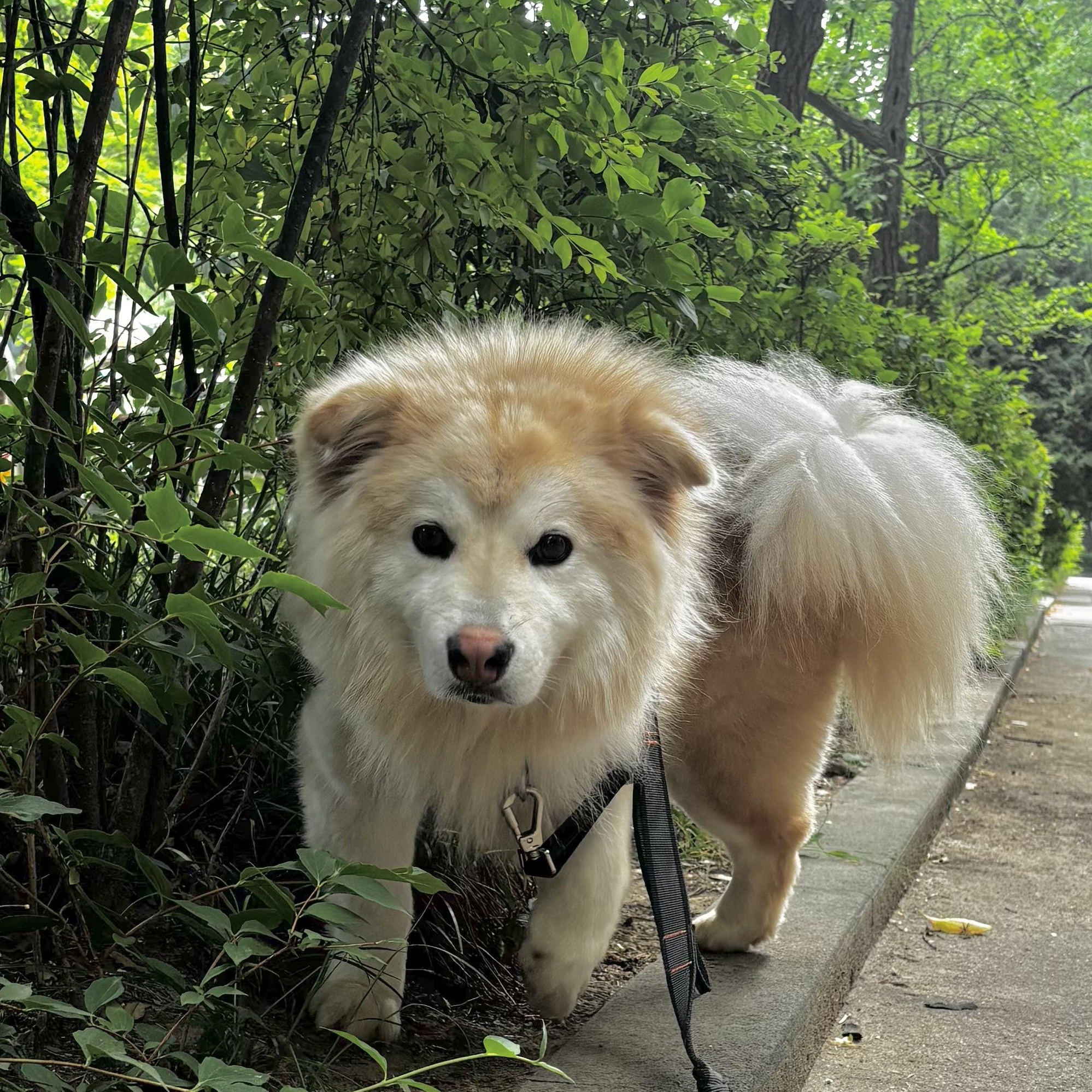 Enlarge Skyler, a ADOPTABLE mixed breed in West Hartford , CT image 5/6