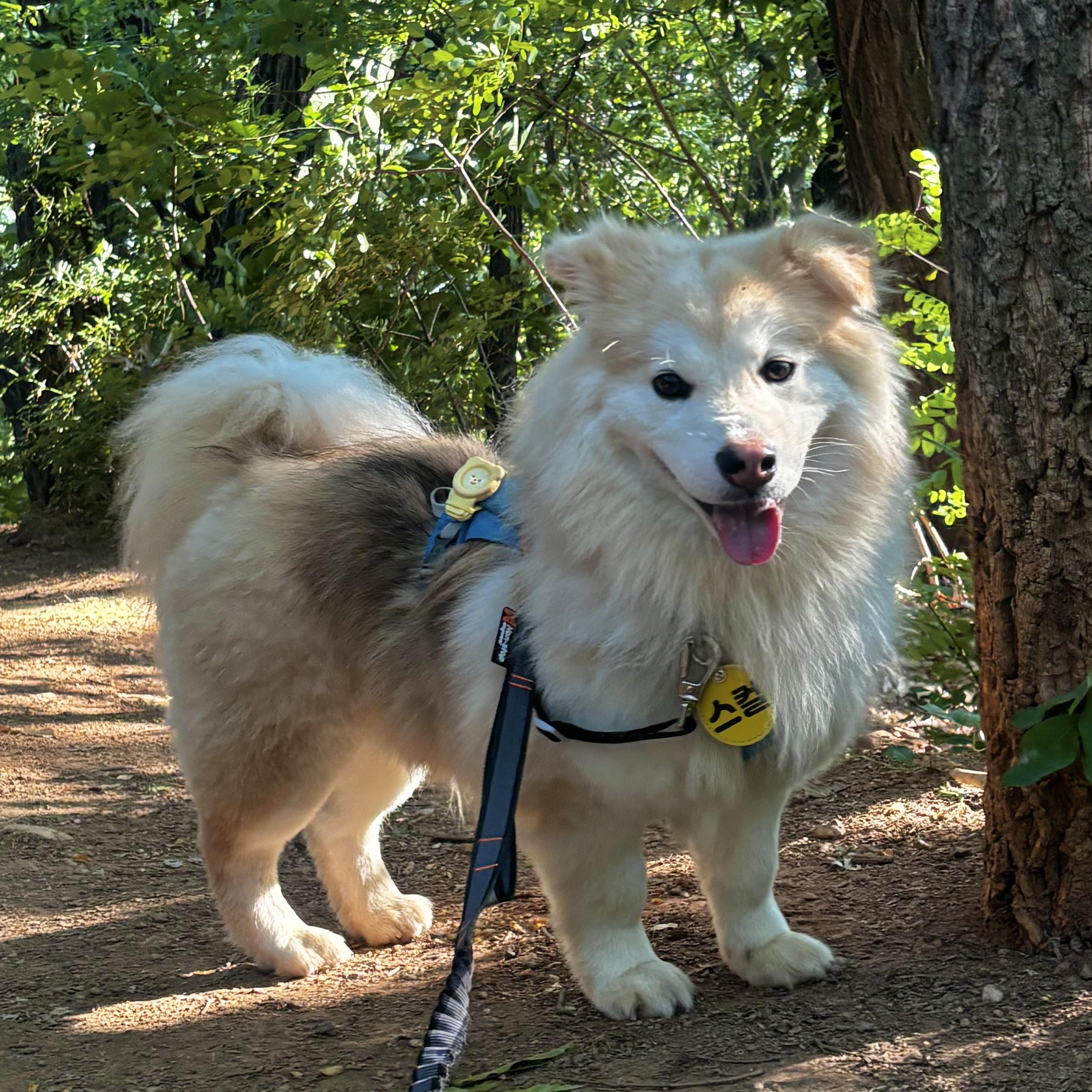 Enlarge Skyler, a ADOPTABLE mixed breed in West Hartford , CT image 4/6