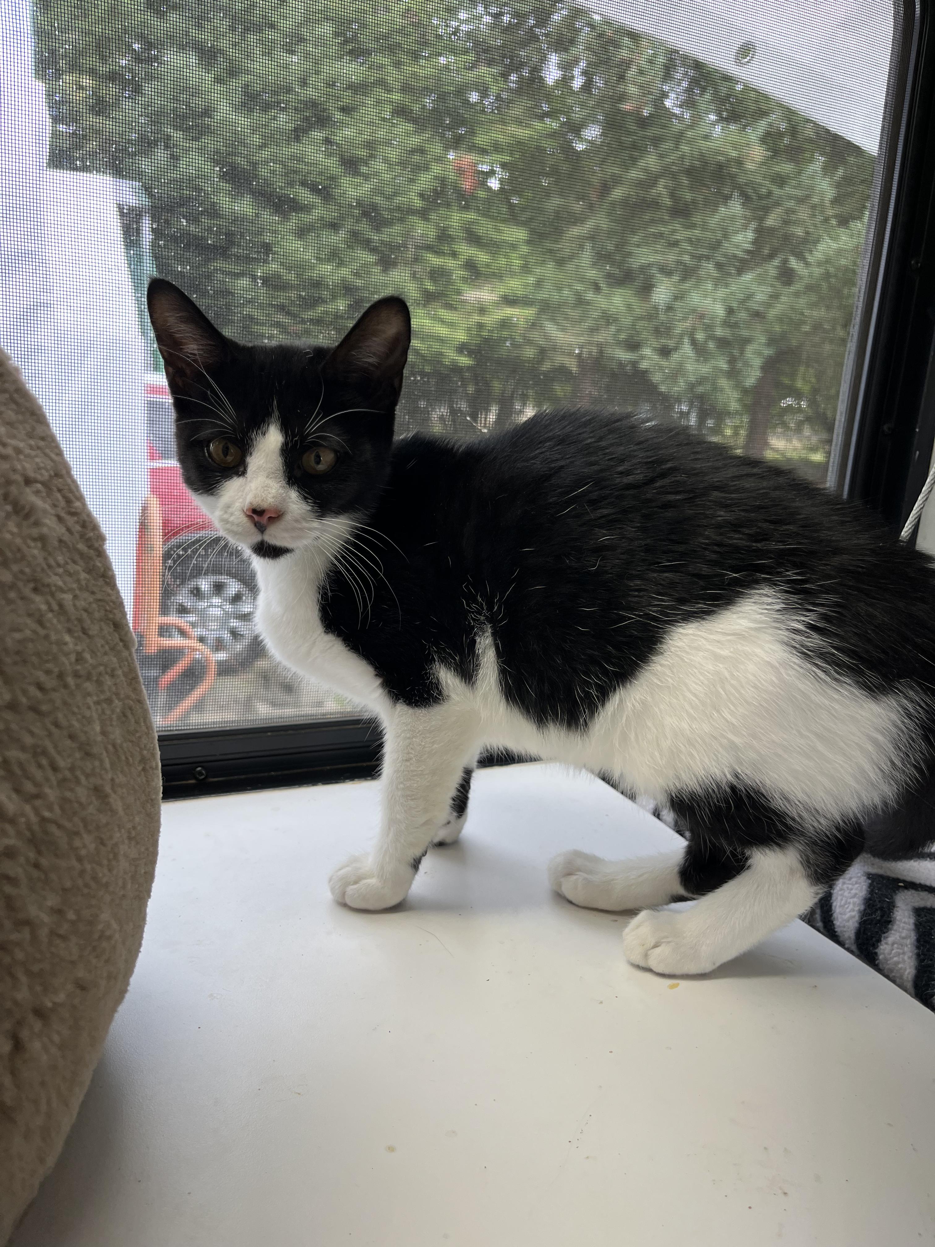 Alice, a Adoptable Domestic Short Hair in Eugene, OR image 2/3