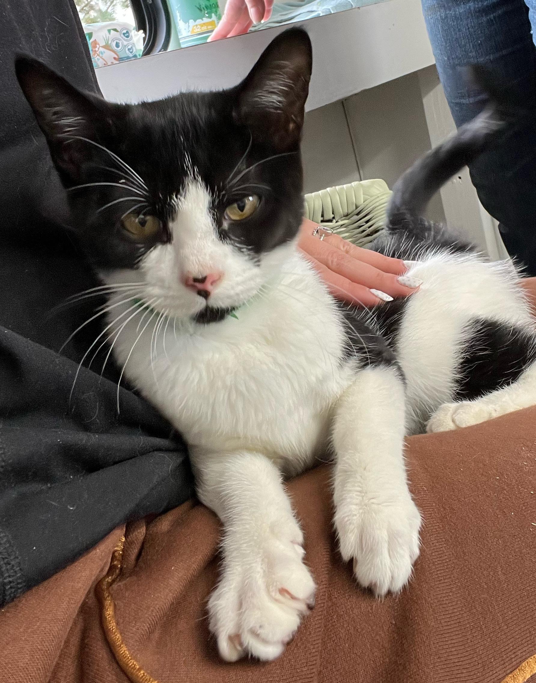 Alice, a Adoptable Domestic Short Hair in Eugene, OR image 1/3