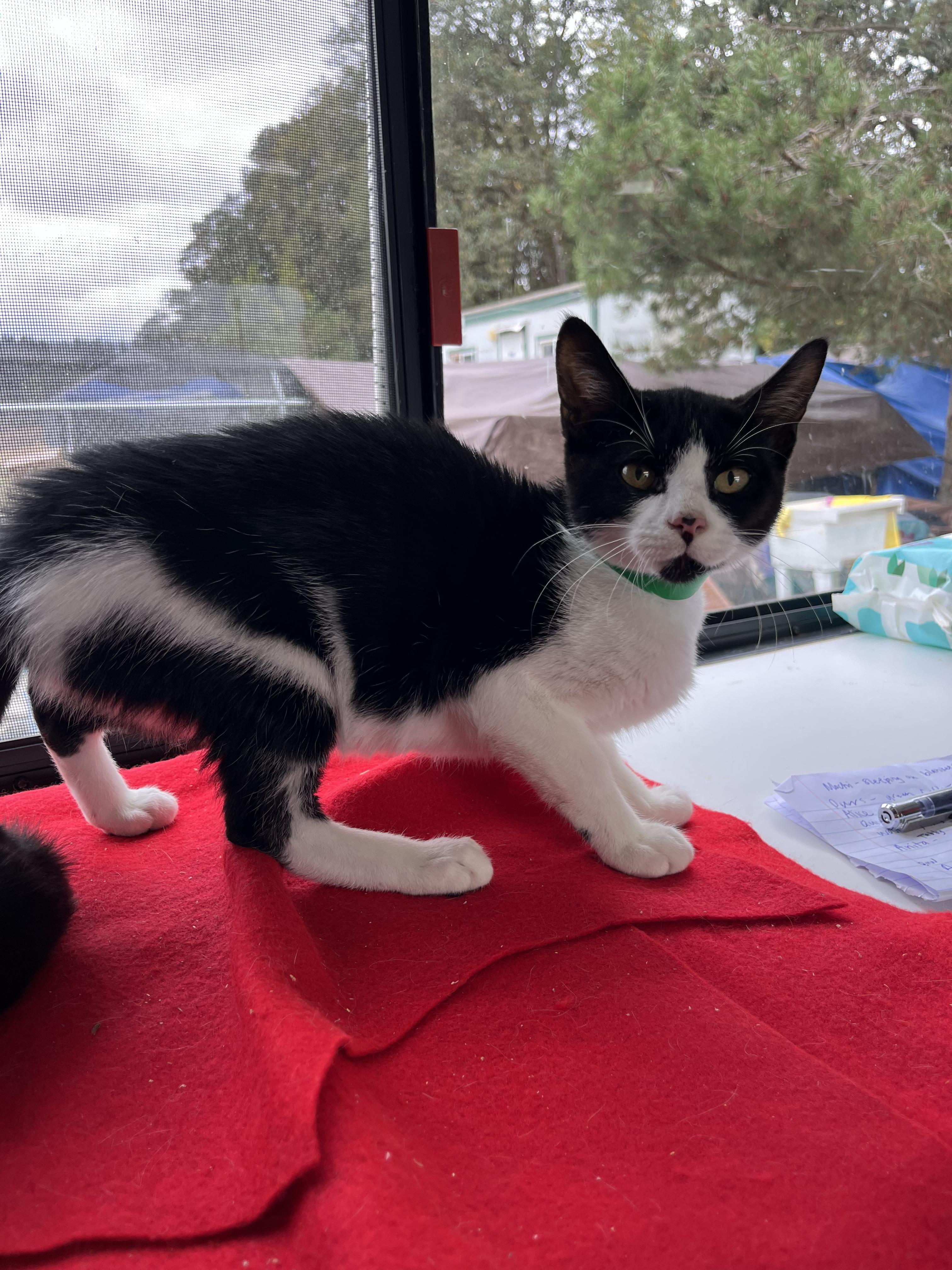 Alice, a Adoptable Domestic Short Hair in Eugene, OR image 3/3