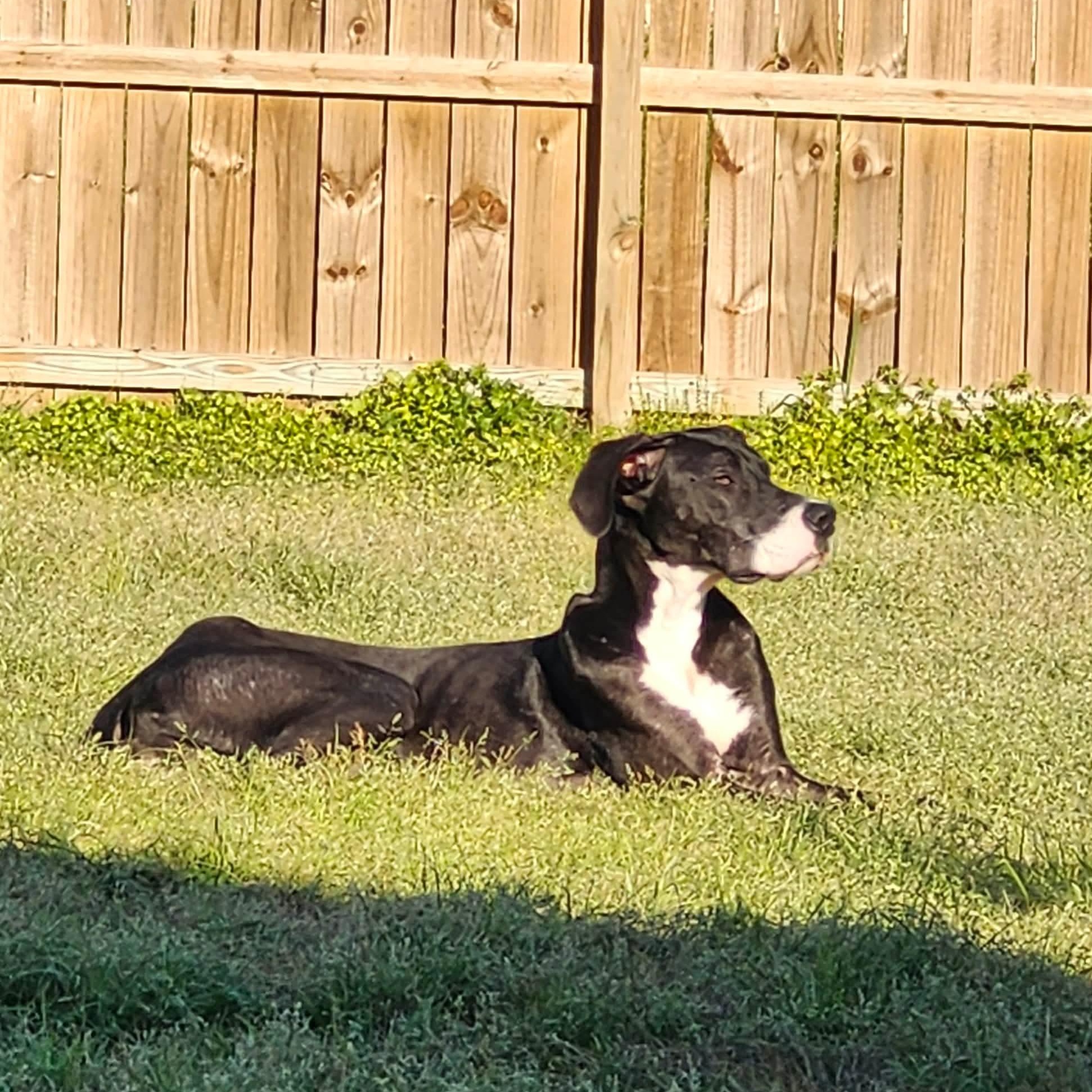 Enlarge Charla, a ADOPTABLE Great Dane in DeRidder, LA image 3/3