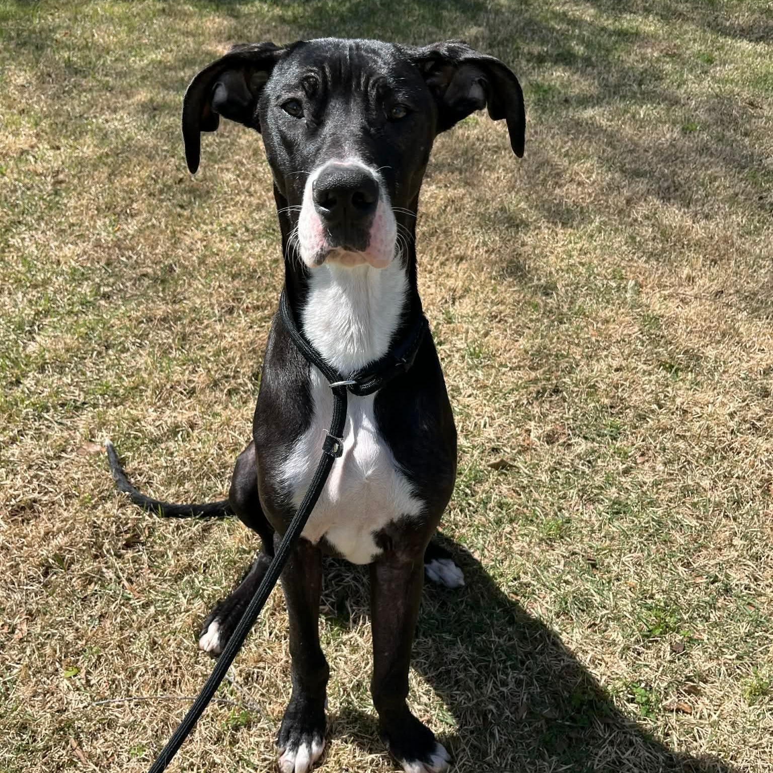 Charla, ADOPTABLE, Young Female Great Dane.