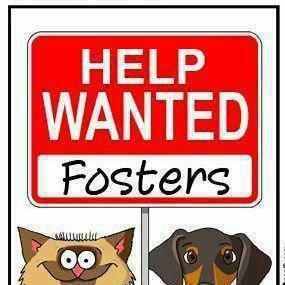 Foster Help Needed, a Adoptable mixed breed in Gulfport, FL image 1/2