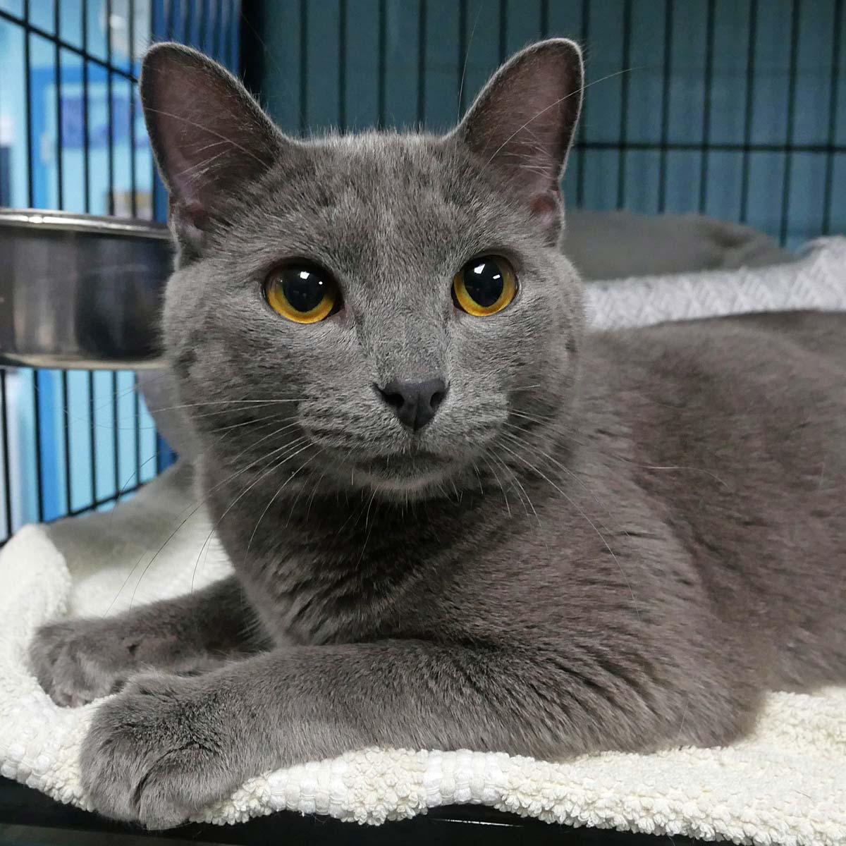 Paddy, adopted, Young Male Russian Blue.