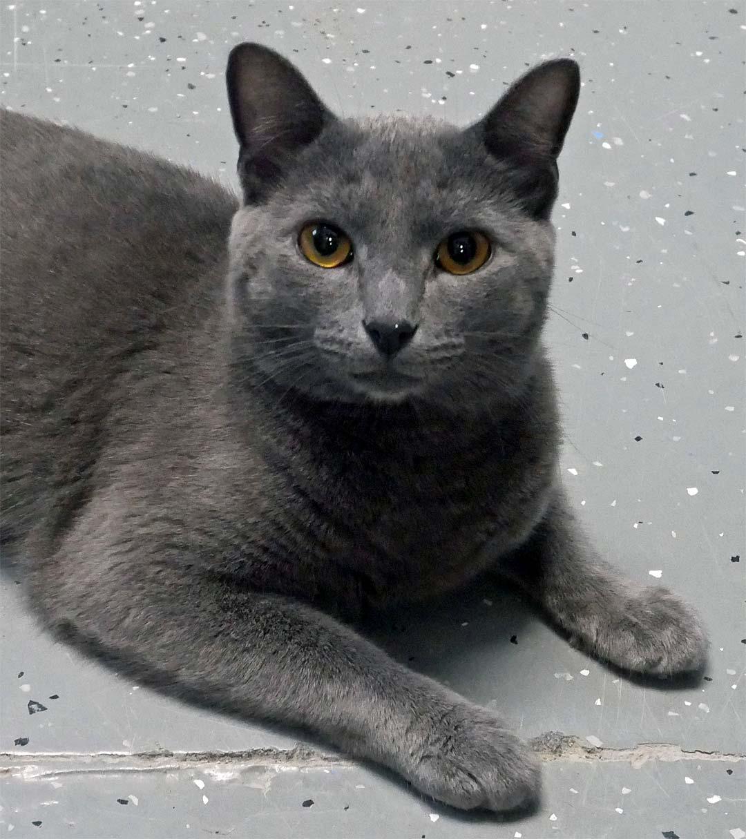 Enlarge Paddy, an adopted Russian Blue in Bloomingdale, NJ image 2/4