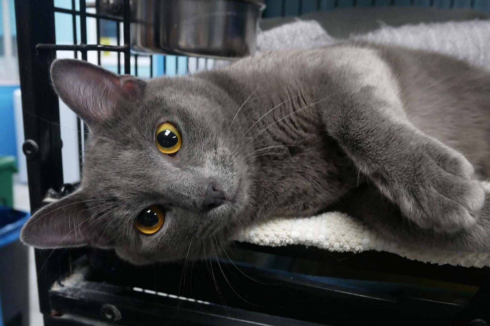 Enlarge Paddy, an adopted Russian Blue in Bloomingdale, NJ image 3/4
