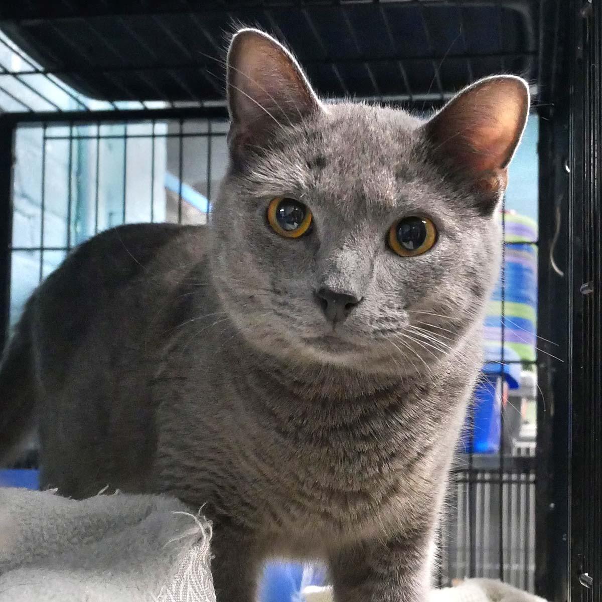 Enlarge Paddy, an adopted Russian Blue in Bloomingdale, NJ image 4/4