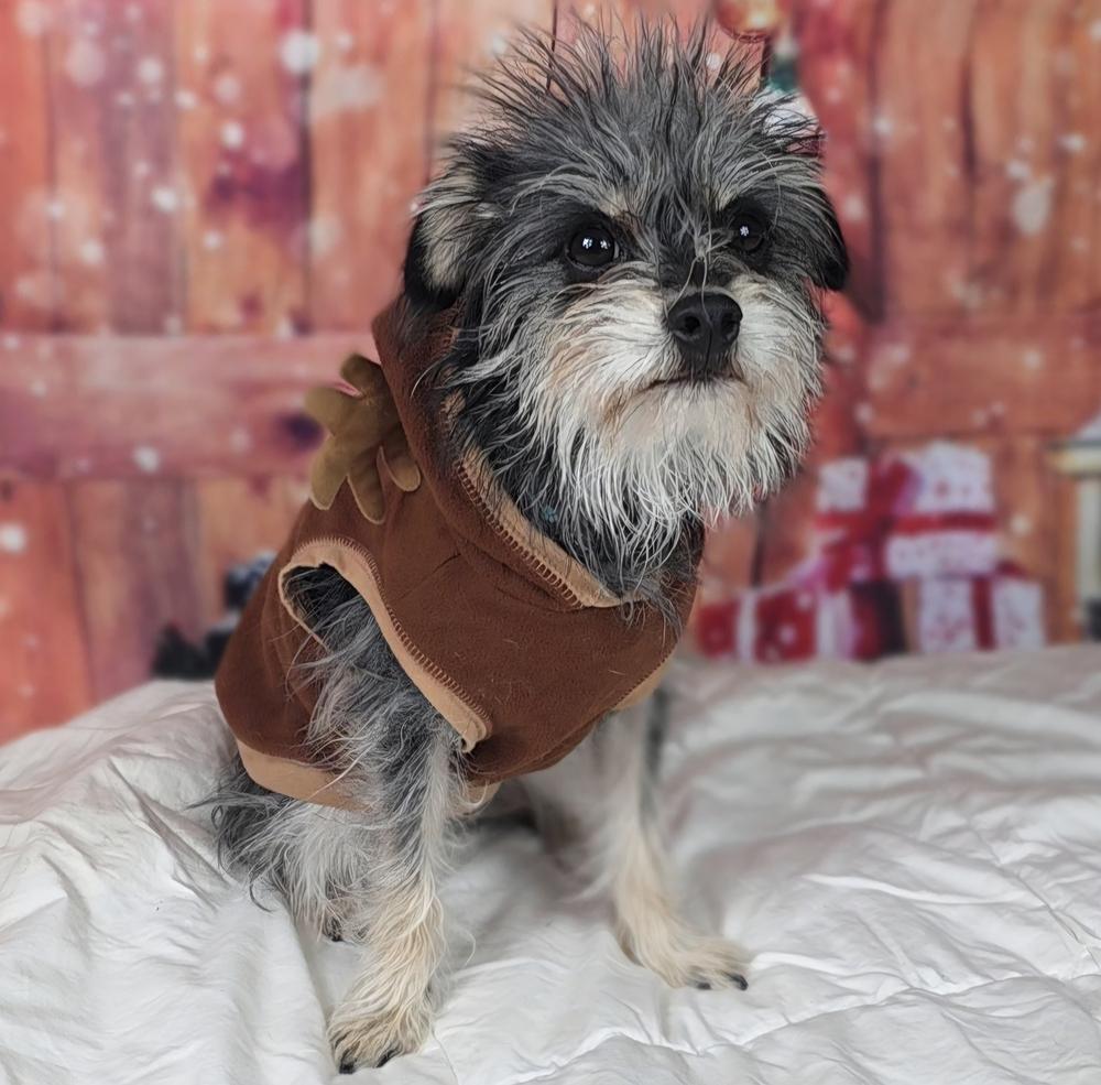 Enlarge Tinkerbell, a Adoptable mixed breed in Oakland, MI image 2/6