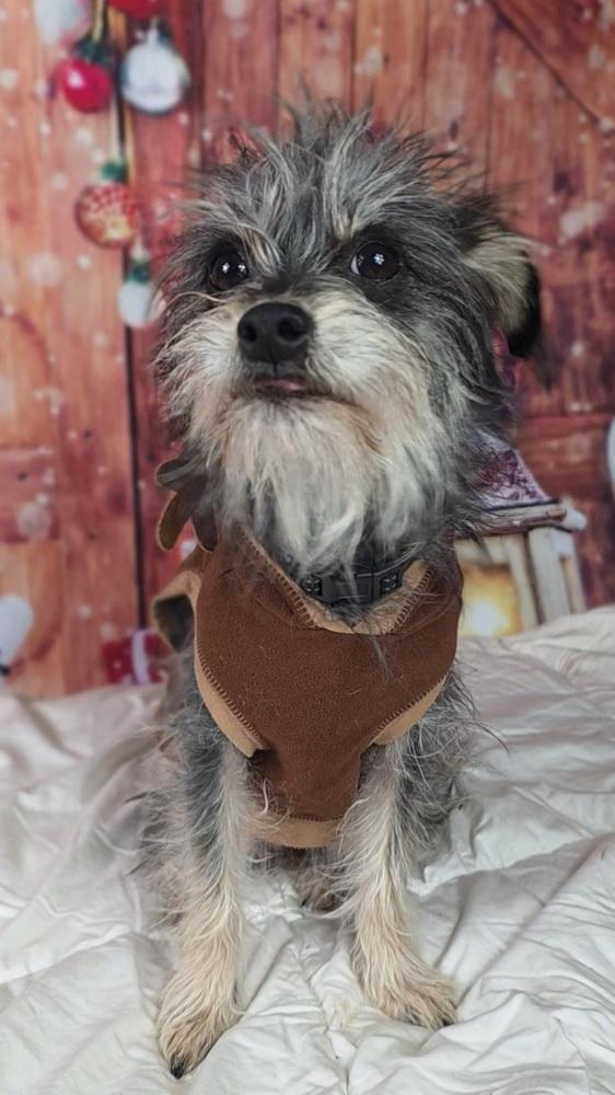 Enlarge Tinkerbell, a Adoptable mixed breed in Oakland, MI image 4/6