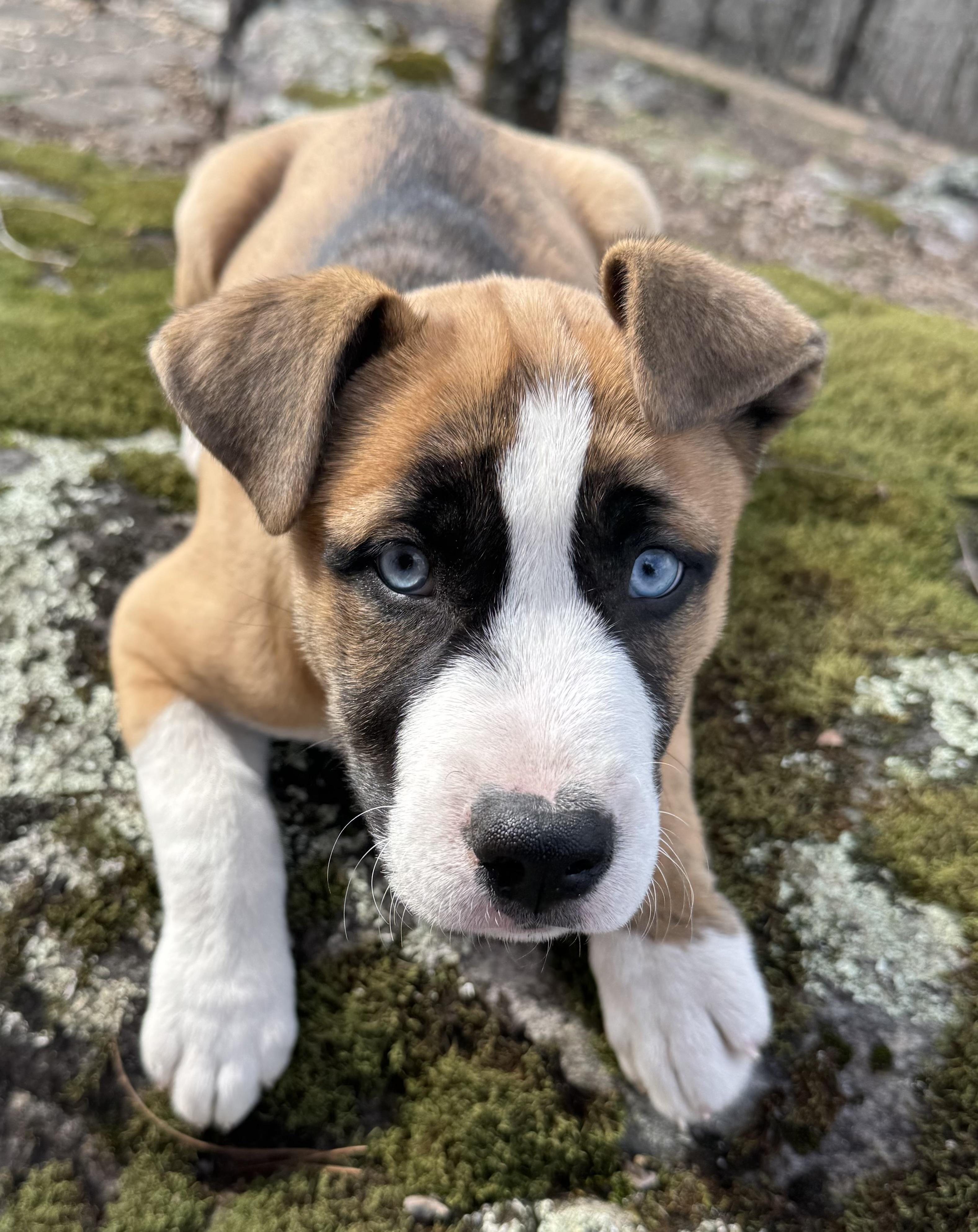 Enlarge Ayla, a Adoptable mixed breed in Fairfax, VA image 1/2