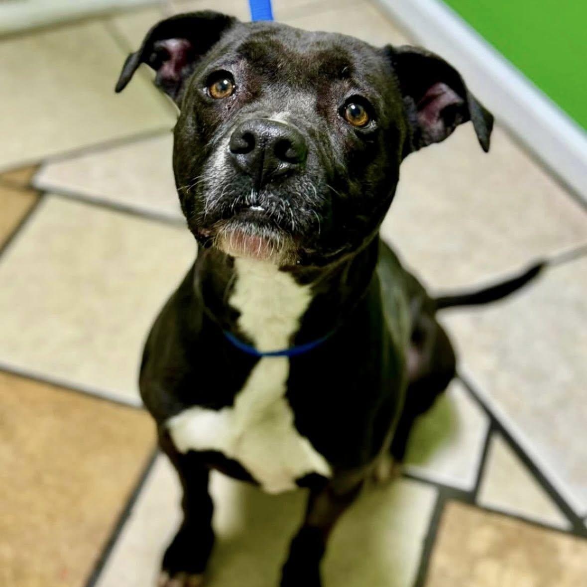 Winnie, Adult Female Pit Bull Terrier