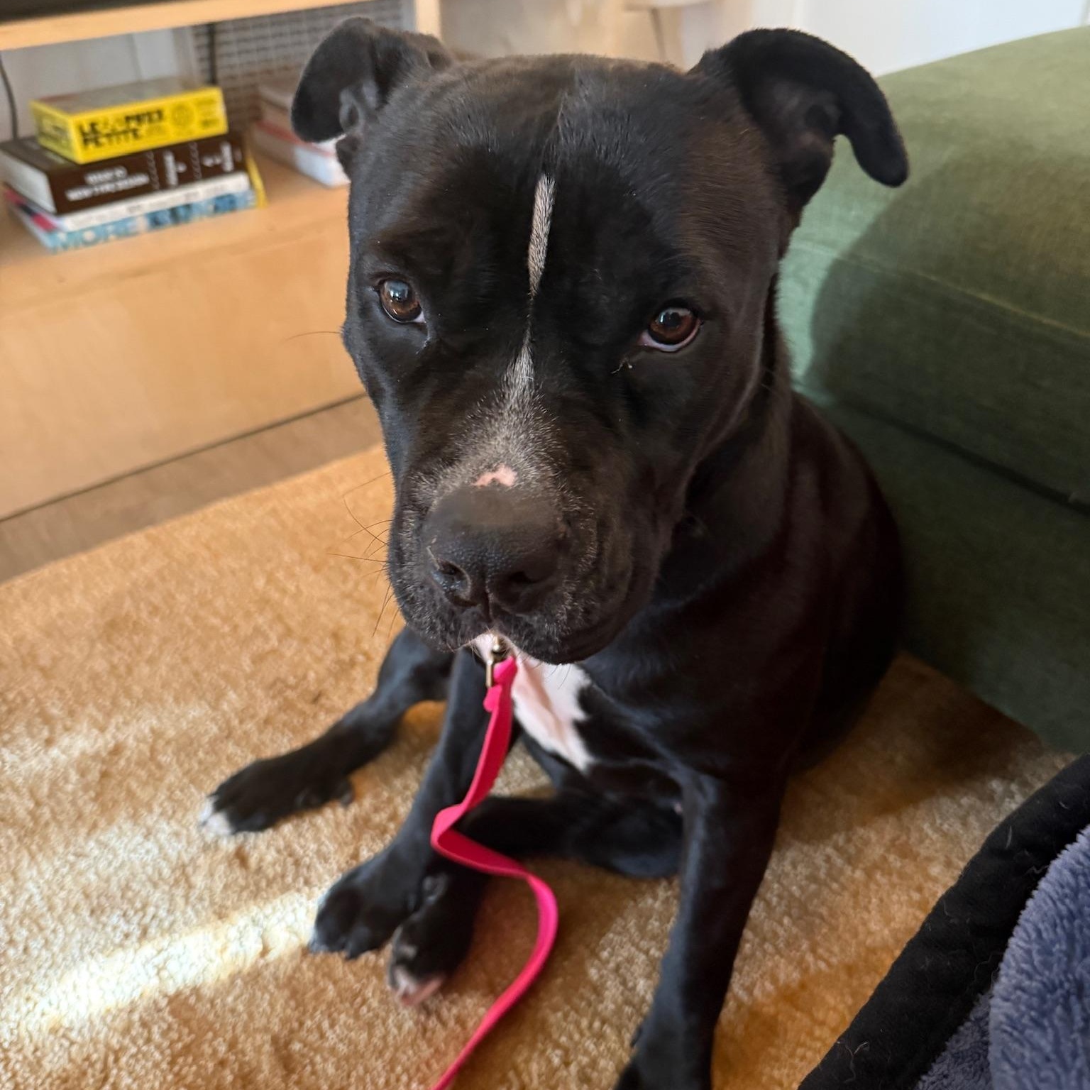 Enlarge Ellie, an adopted American Staffordshire Terrier in Marina del Rey, CA image 1/5