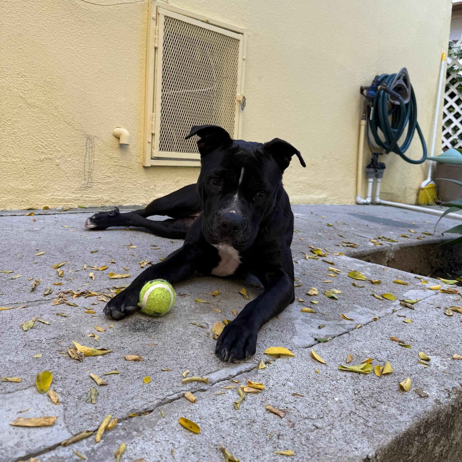 Enlarge Ellie, an adopted American Staffordshire Terrier in Marina del Rey, CA image 4/5