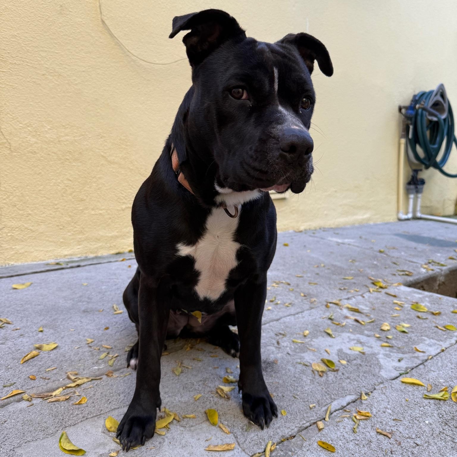 Enlarge Ellie, an adopted American Staffordshire Terrier in Marina del Rey, CA image 2/5