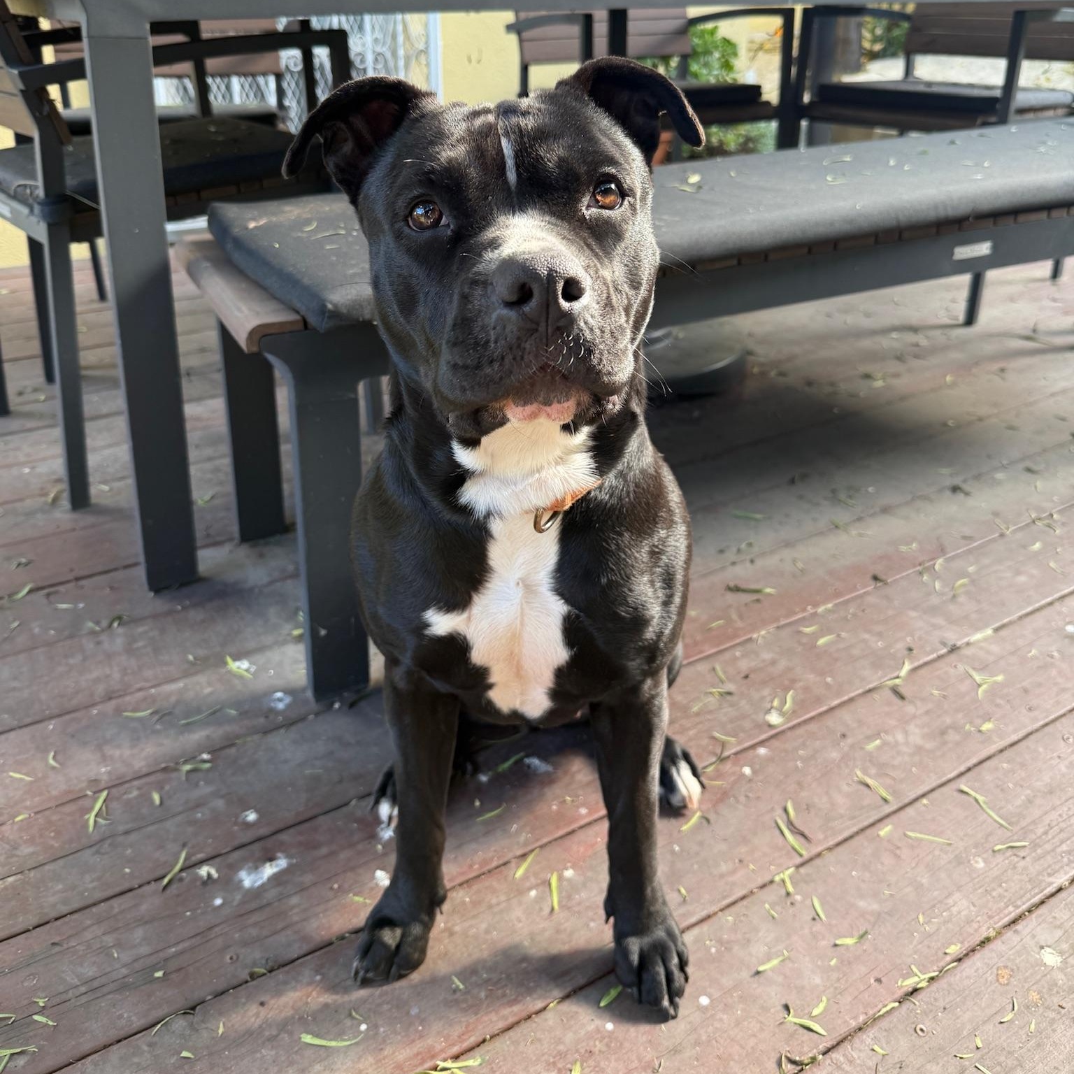Enlarge Ellie, an adopted American Staffordshire Terrier in Marina del Rey, CA image 5/5