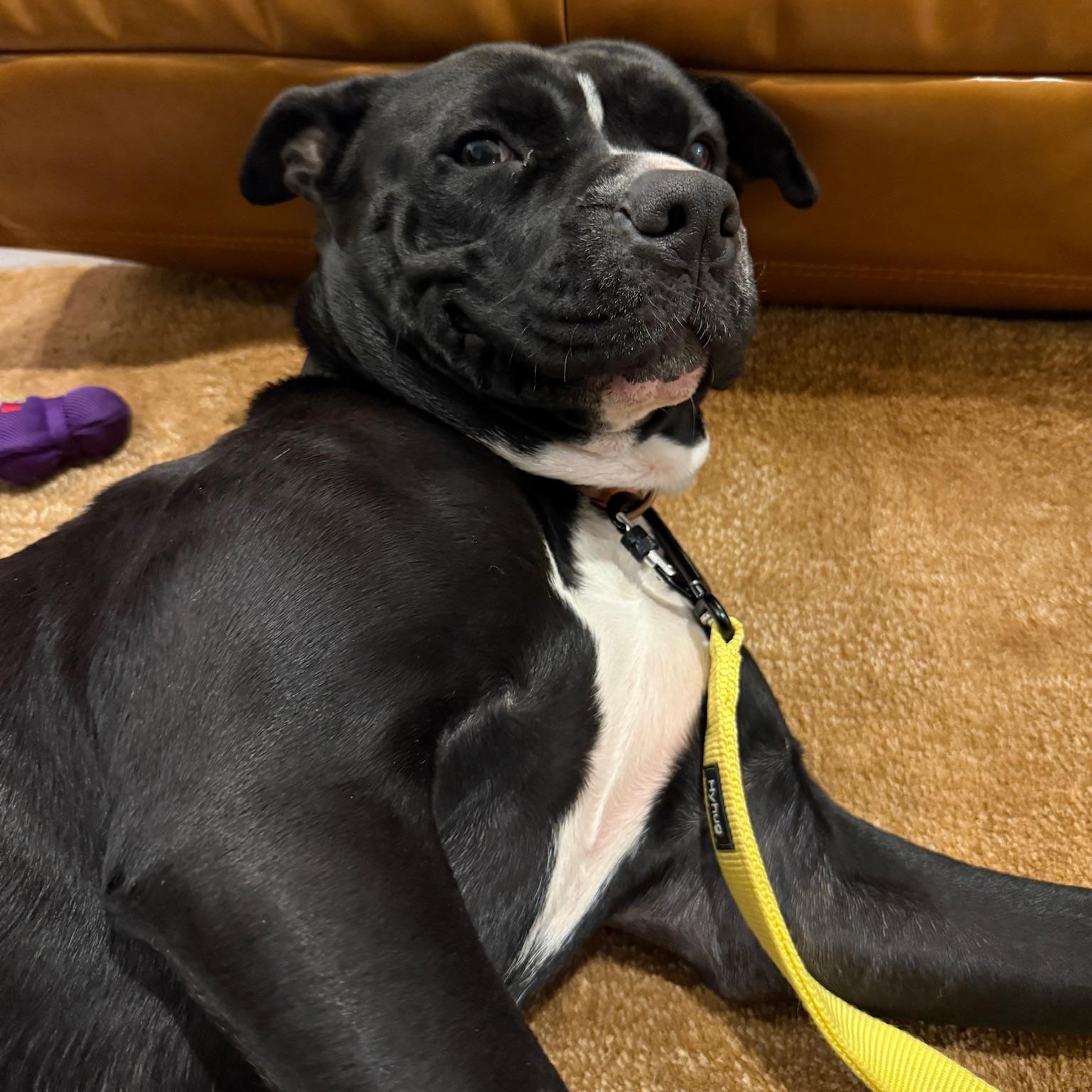 Enlarge Ellie, an adopted American Staffordshire Terrier in Marina del Rey, CA image 3/5