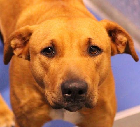 Enlarge 26-00157, an adopted mixed breed in Fredericksburg, VA image 3/3