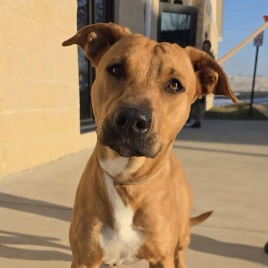 26-00157, ADOPTABLE, Adult Female Pit Bull Terrier.