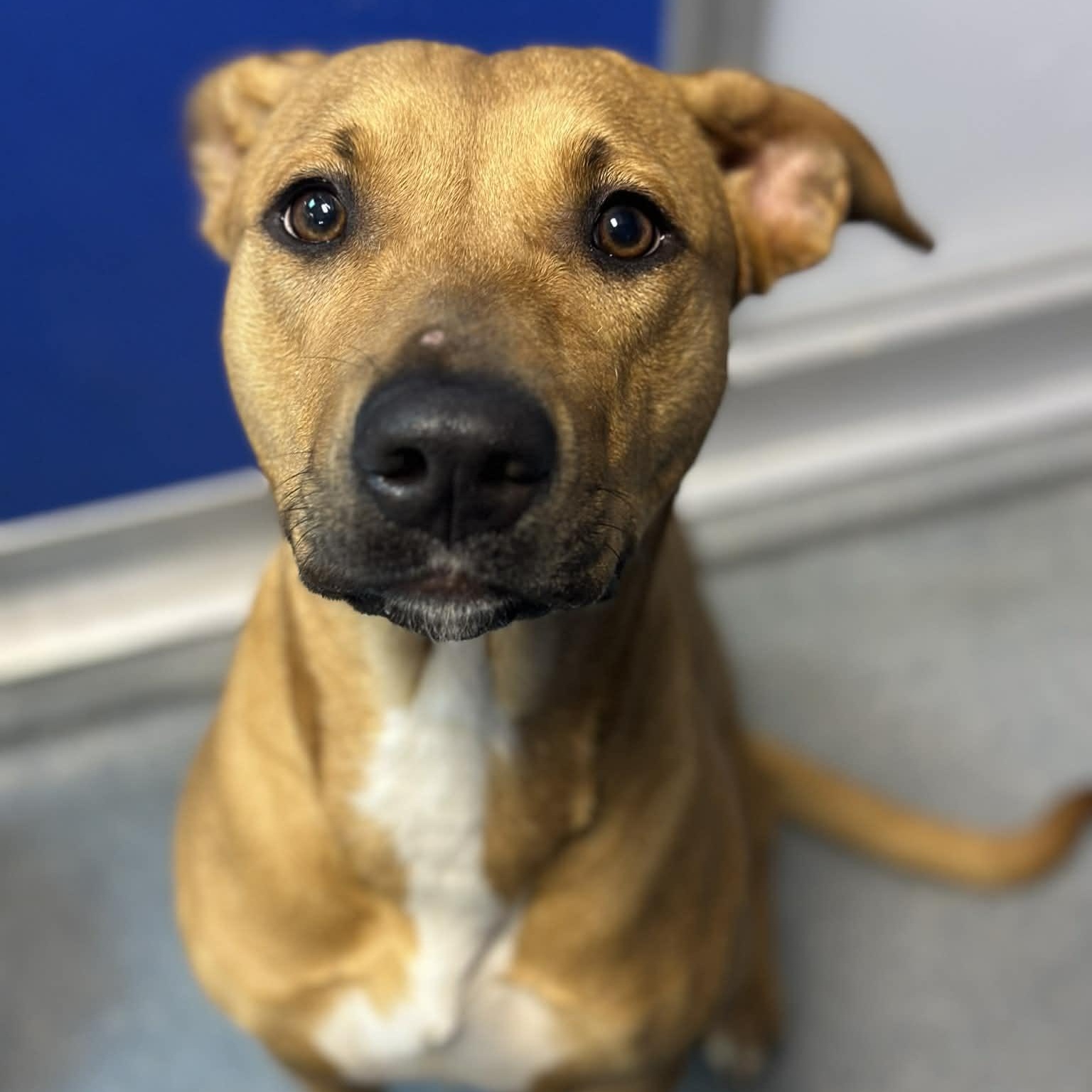 Enlarge 26-00157, an adopted mixed breed in Fredericksburg, VA image 2/3