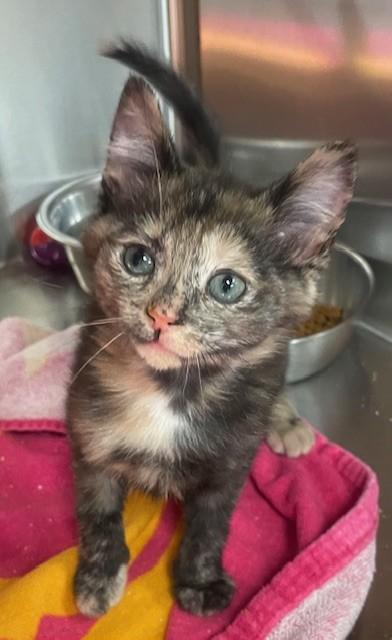 Snuggles, ADOPTABLE, Kitten Female Domestic Short Hair.