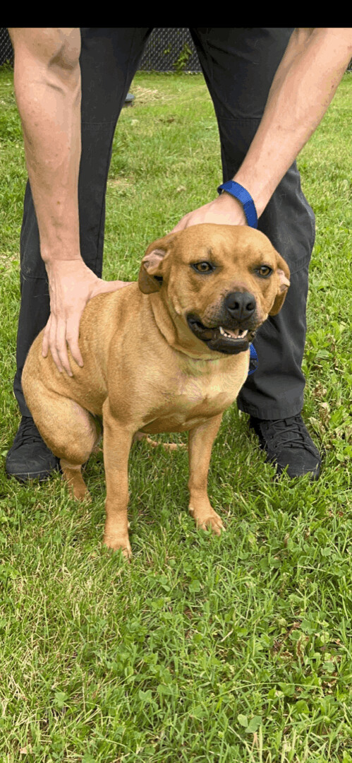6042 Vecna, Adoptable, Adult Female Boxer & Terrier.