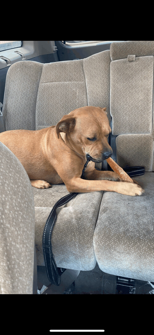 6042 Vecna, a Adoptable mixed breed in Springfield, MO image 2/4