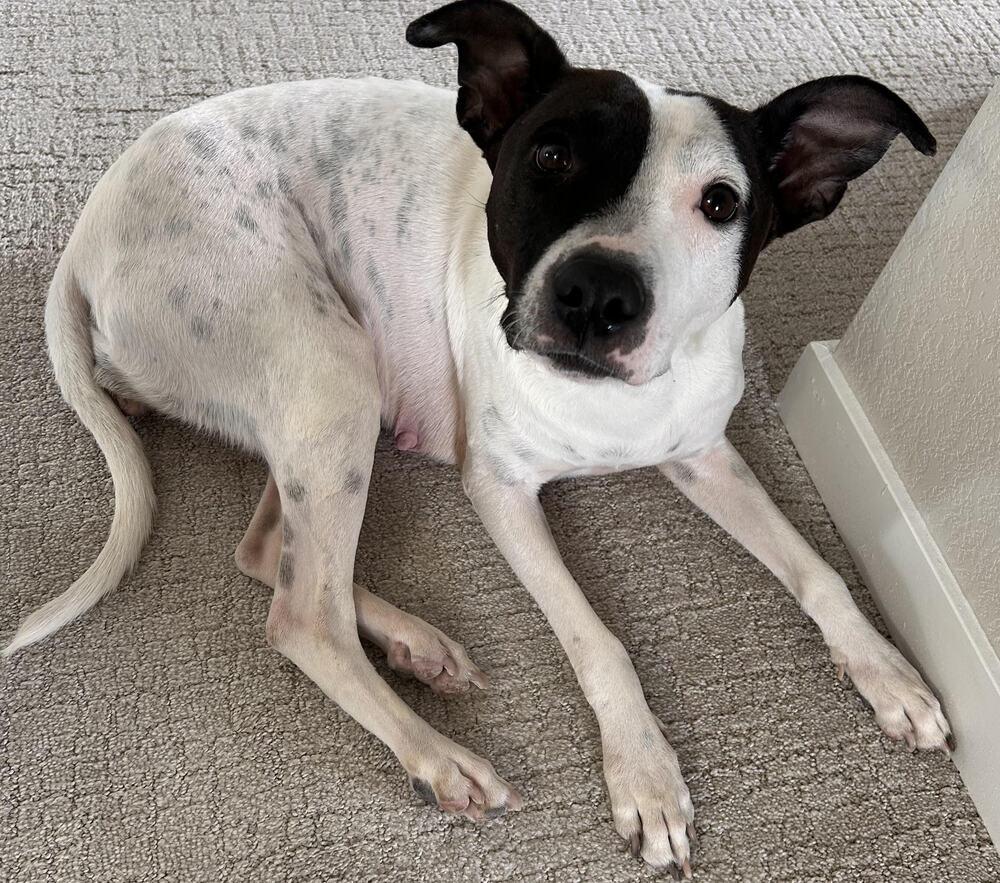 Domino, Adoptable, Adult Female Labrador Retriever & Pointer.