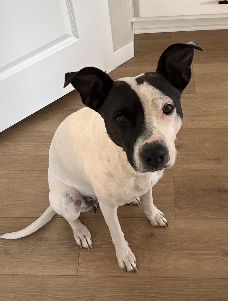 Enlarge Domino, a Adoptable mixed breed in Sedalia, CO image 2/6