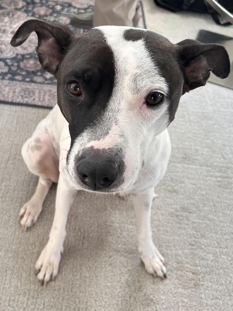 Enlarge Domino, a Adoptable mixed breed in Sedalia, CO image 3/6
