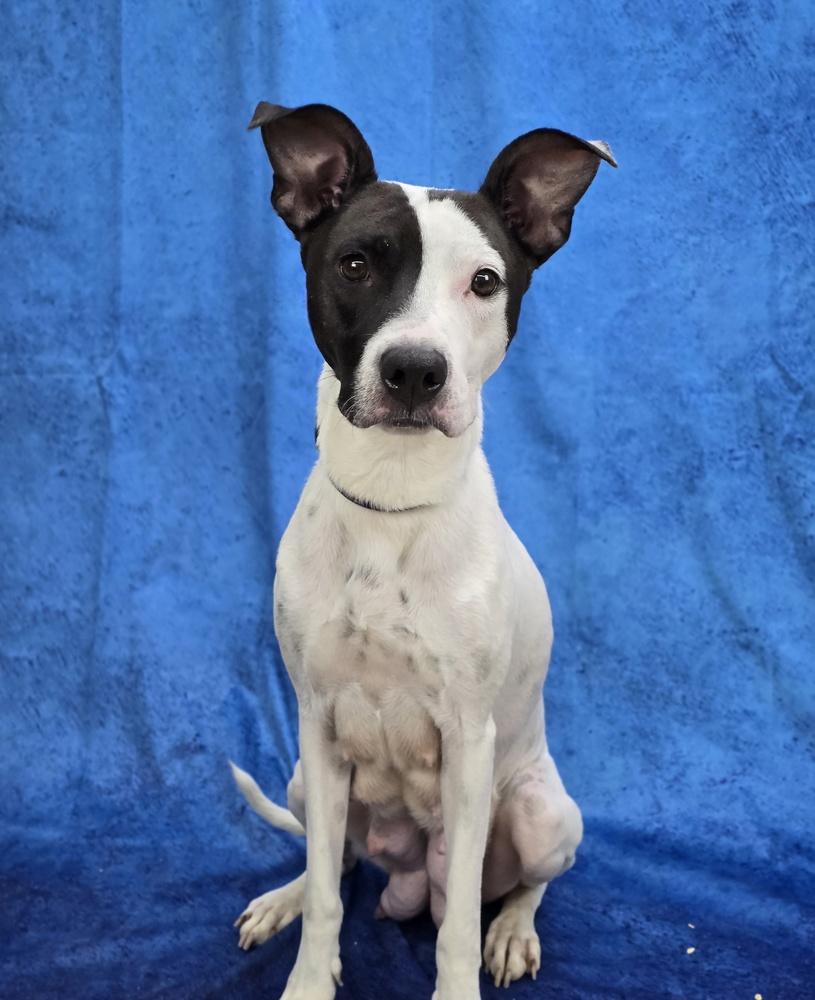 Enlarge Domino, a Adoptable mixed breed in Sedalia, CO image 5/6