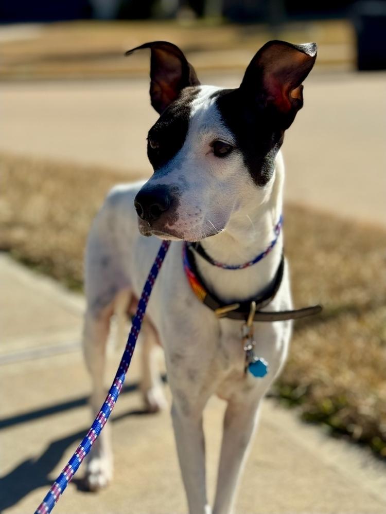 Enlarge Domino, a Adoptable mixed breed in Sedalia, CO image 6/6