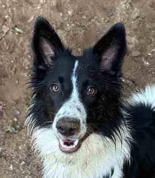Murphy, Adopted, Young Male Border Collie.