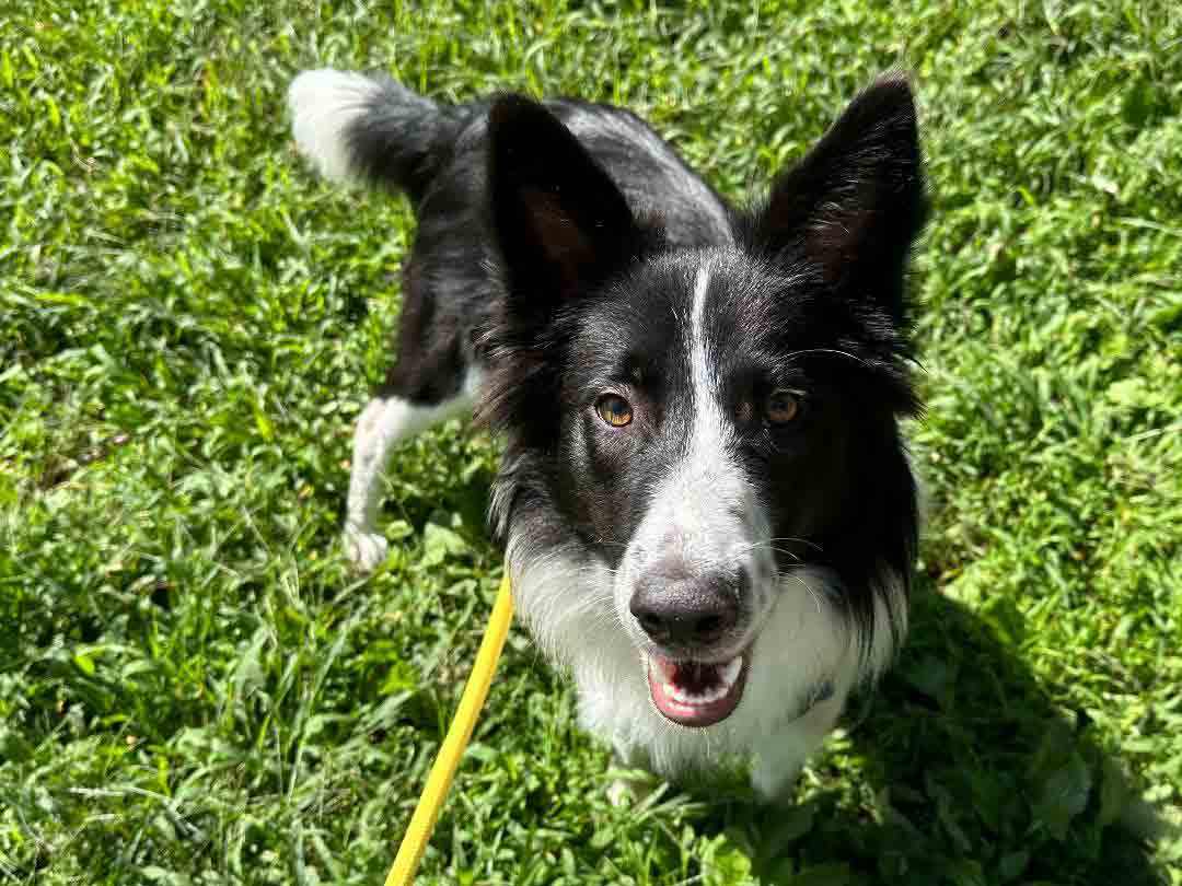 Enlarge Murphy, a Adopted Border Collie in Howell, NJ image 2/6