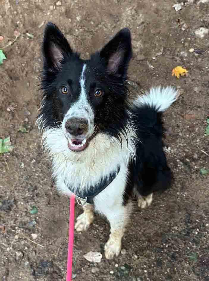 Enlarge Murphy, a Adopted Border Collie in Howell, NJ image 3/6