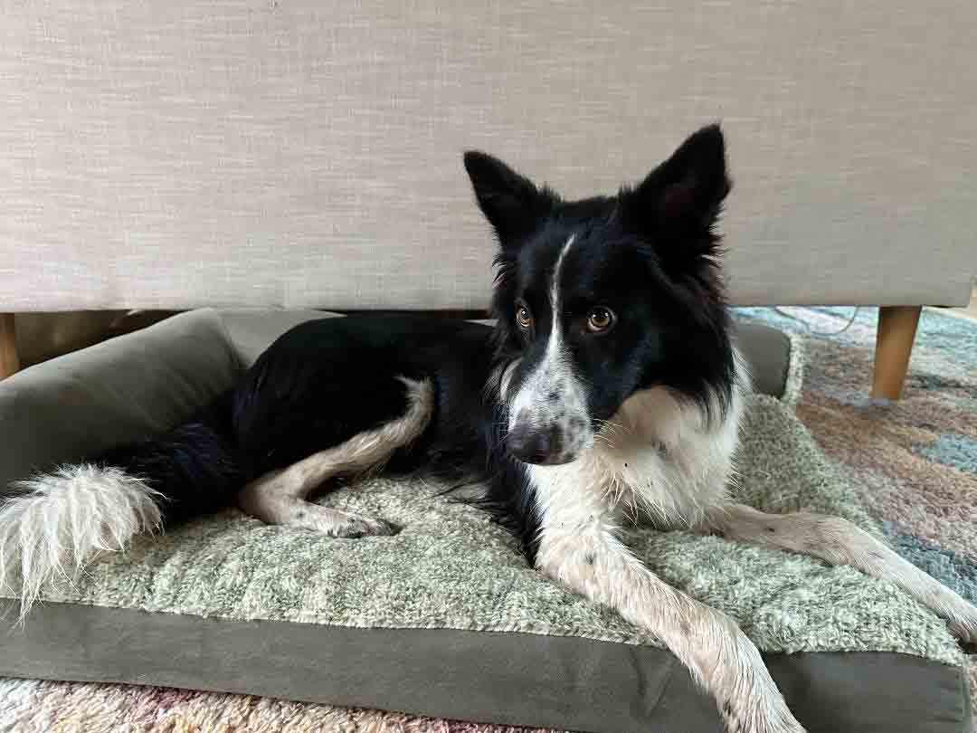 Enlarge Murphy, a Adopted Border Collie in Howell, NJ image 4/6