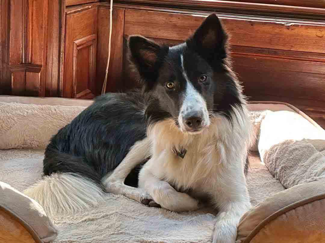 Enlarge Murphy, a Adopted Border Collie in Howell, NJ image 5/6