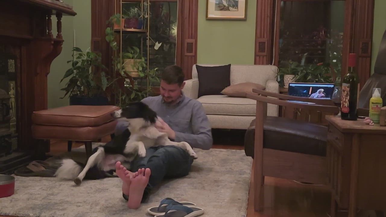 Enlarge Murphy, a Adopted Border Collie in Howell, NJ video 6/6