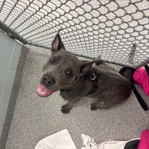 Lily, a Adoptable mixed breed in Mooresville, NC image 1/4